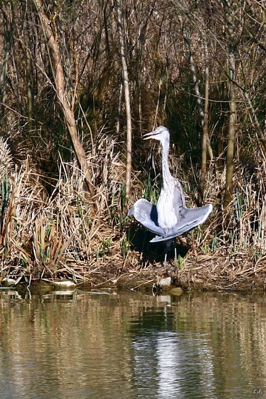 Photo Oiseaux Héron cendré (Ardea cinerea)