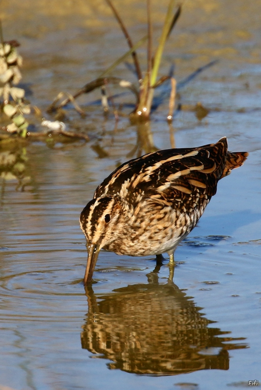 Photo Oiseaux Bécassine sourde (Lymnocryptes minimus)