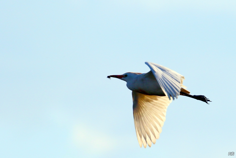 Photo Oiseaux Héron garde-boeufs (Ardeola ibis)