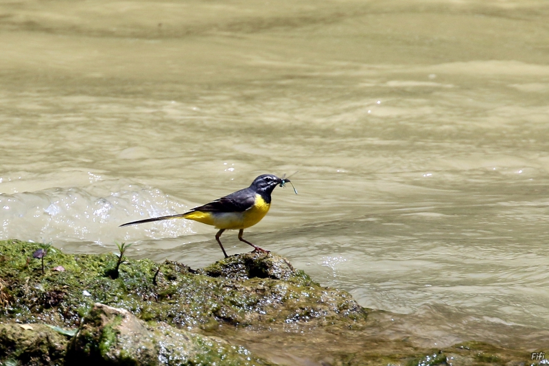 Photo Oiseaux Bergeronnette des ruisseaux (Motacilla cinerea)