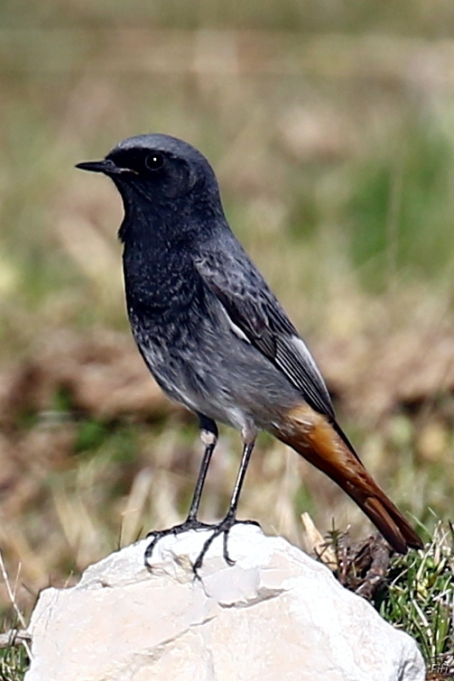 Photo Oiseaux Rouge-queue noir (Phoenicurus ochruros)