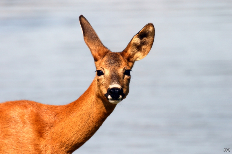 Photo Mammifères Cervidé (Biche)