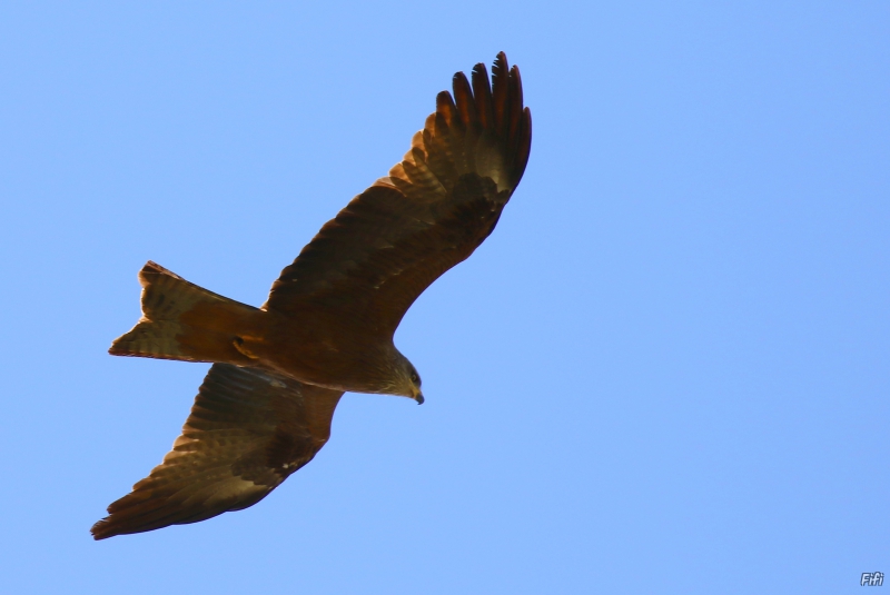 Photo Oiseaux Milan noir (Milvus migrans)