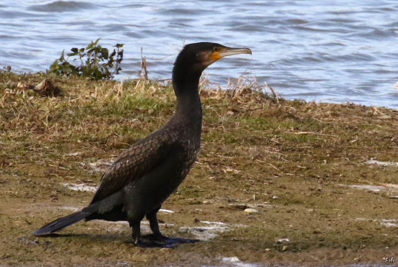 Photo Oiseaux Grand cormoran (Phalacrocorax carbo)