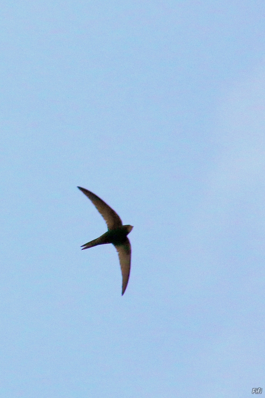 Photo Oiseaux Martinet noir (Apus apus)