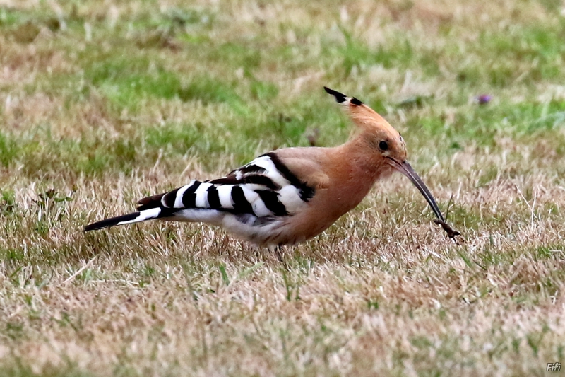 Photo Oiseaux Huppe fasciée (Upupa epops)