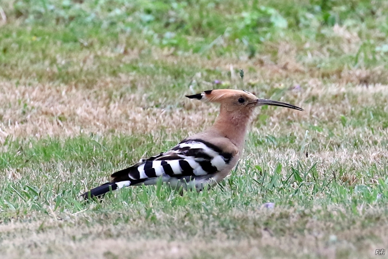 Photo Oiseaux Huppe fasciée (Upupa epops)