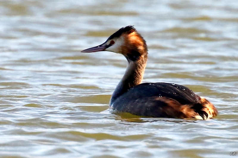 Photo Oiseaux Grèbe huppé (Podiceps cristatus)