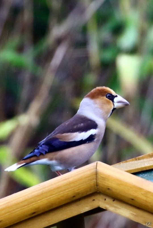 Photo Oiseaux Grosbec casse-noyaux (Coccothraustes coccothraustes)