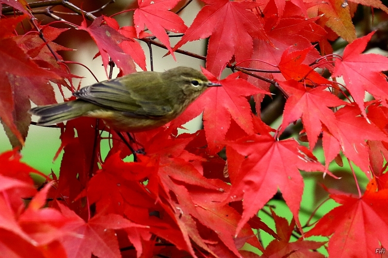 Photo Oiseaux Pouillot véloce (Phylloscopus collybita)