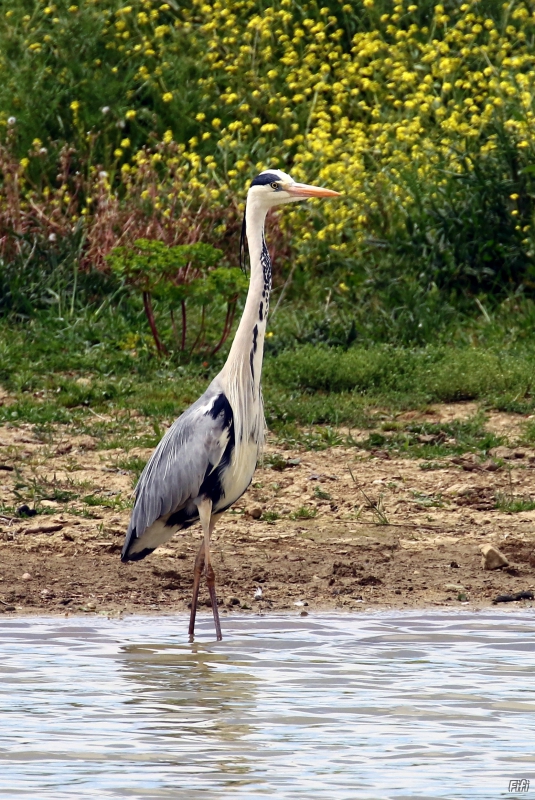 Photo Oiseaux Héron cendré (Ardea cinerea)