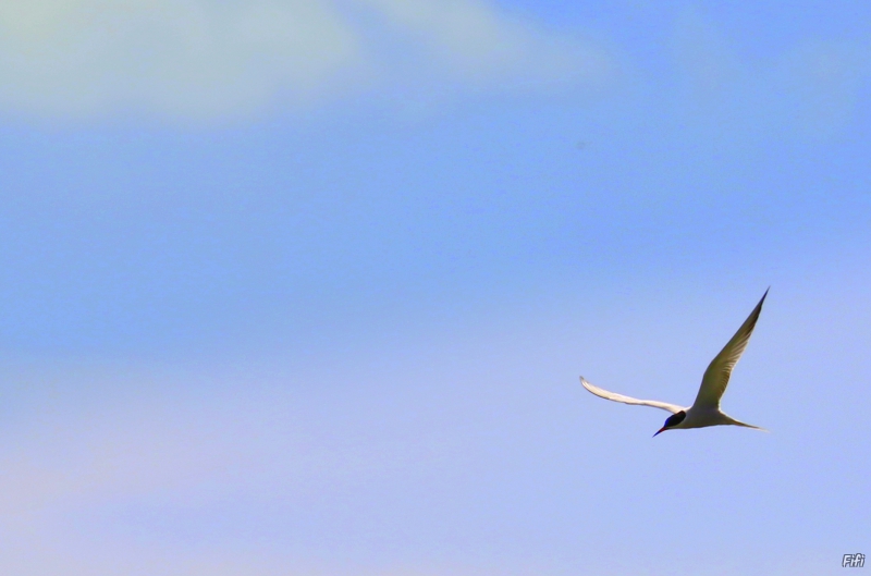 Photo Oiseaux Sterne pierre-garin (Sterna hirundo)