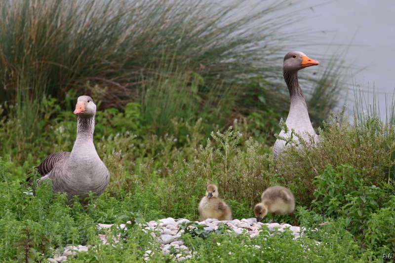 Photo Oiseaux Oie cendrée (Anser anser)