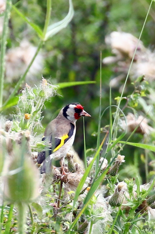 Photo Oiseaux Chardonneret élégant (Carduelis carduelis)