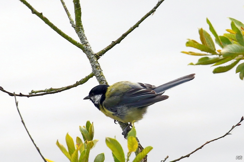 Photo Oiseaux Mésange charbonnière (Parus major)