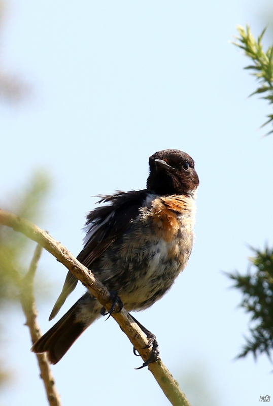 Photo Oiseaux Traquet pâtre (Saxicola torquata)