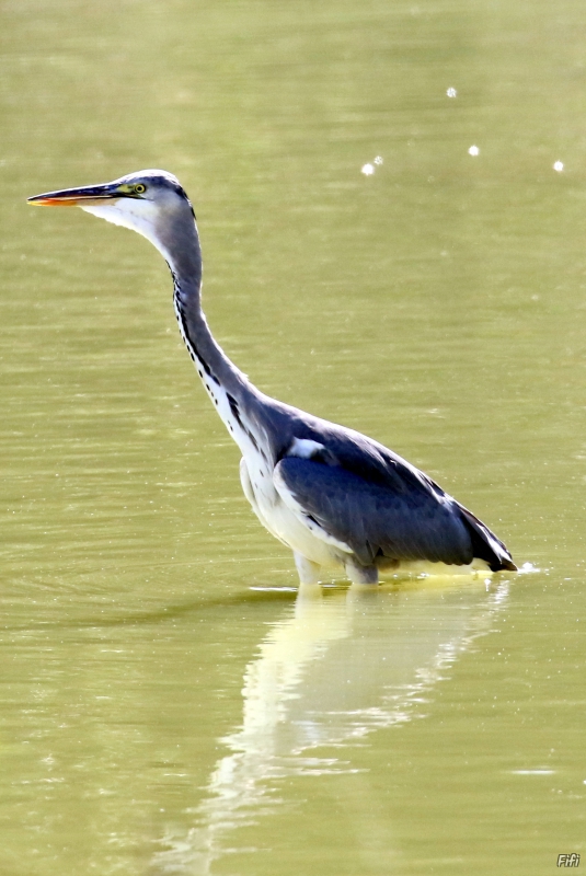 Photo Oiseaux Héron cendré (Ardea cinerea)