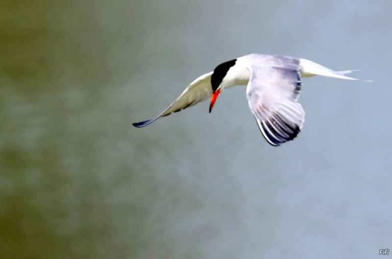 Photo Oiseaux Sterne pierre-garin (Sterna hirundo)