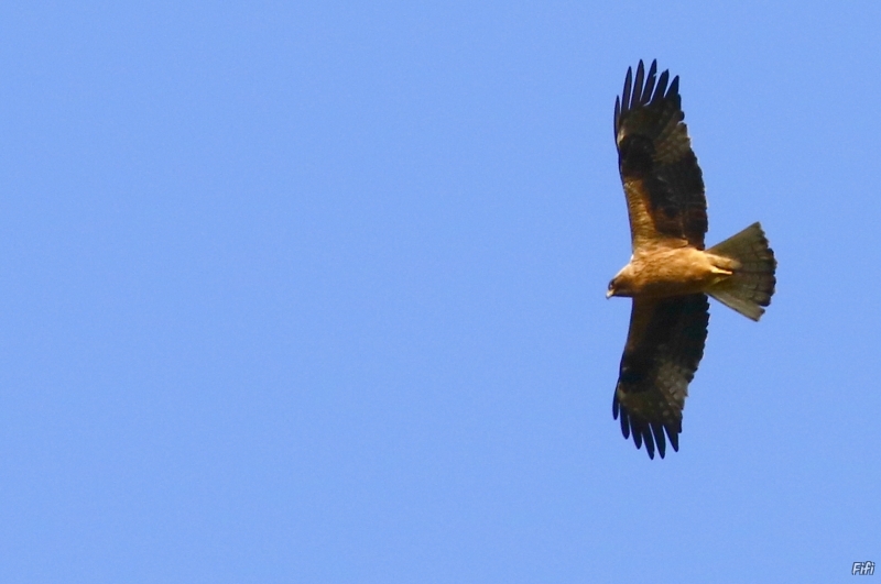 Photo Oiseaux Aigle botté (Aquila pennata)