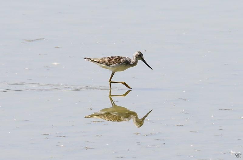 Photo Oiseaux Chevalier aboyeur (Tringa nebularia)