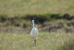 Oiseaux Aigrette garzette (Egretta garzetta)