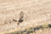 Oiseaux Faucon crécerelle