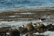 Oiseaux Huîtrier pie (Haematopus ostralegus)