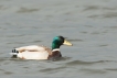 Oiseaux Canard colvert (Anas platyrhynchos)