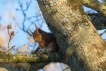 Mammifères Ecureuil roux (Sciurus vulgaris)