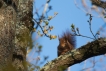 Mammifères Ecureuil roux (Sciurus vulgaris)