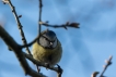 Oiseaux Mésange bleue (Cyanistes caeruleus)