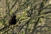 Oiseaux Merle noir (Turdus merula  (esuriens :) ) )