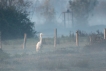 Oiseaux Grande aigrette (Ardea alba)