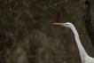 Oiseaux Grande aigrette (Ardea alba)