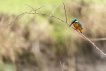 Oiseaux martin pêcheur