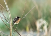 Oiseaux tarier pâtre