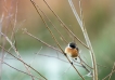 Oiseaux tarier pâtre