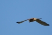 Oiseaux Faucon crécerelle (Falco tinnunculus)