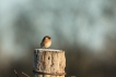 Oiseaux Tarier pâtre (Saxicola rubicola)