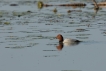 Oiseaux Fuligule milouin (Aythya ferina)