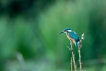 Oiseaux Martin pêcheur d\'Europe (Alcedo atthis)