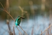  Martin pêcheur d\'Europe (Alcedo atthis)