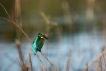 Oiseaux Martin pêcheur d\'Europe (Alcedo atthis)