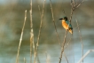 Oiseaux Martin pêcheur d\'Europe (Alcedo atthis)