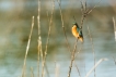 Oiseaux Martin pêcheur d\'Europe (Alcedo atthis)