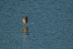 Oiseaux Chevalier gambette (Tringa totanus)