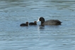 Oiseaux Foulques macroules poussins