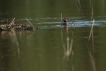 Oiseaux Grèbe huppé et sa progeniture