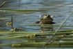 Amphibiens Grenouille commune (rana escuelenta)