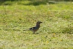 Oiseaux Geai des chênes